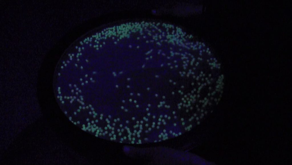 Theta Drum Cala Luna ThetaDrum